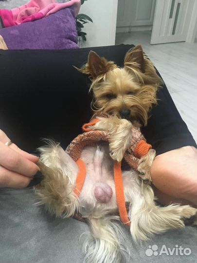 Йоркширский терьер вязка