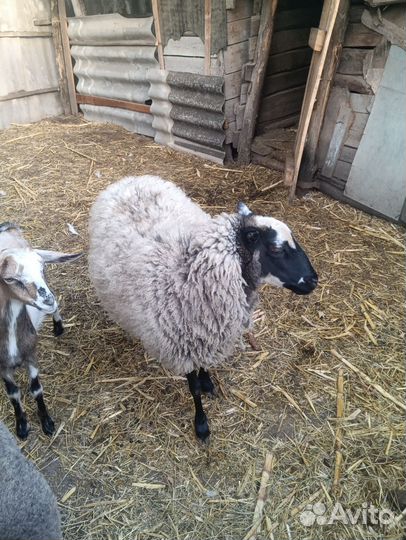 Романовские овцы