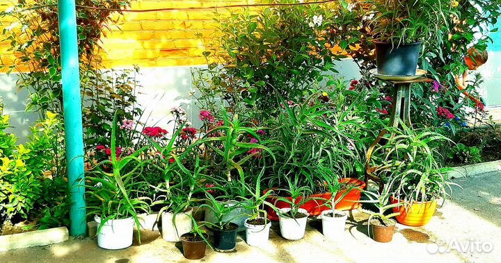 Алоэ Столетник