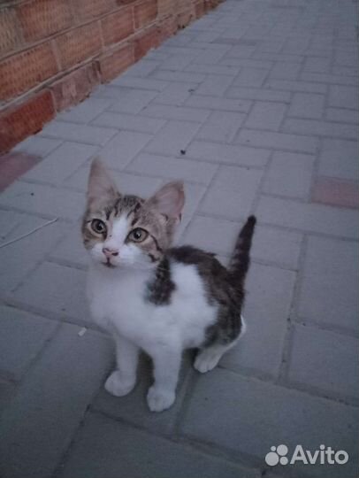 Котята