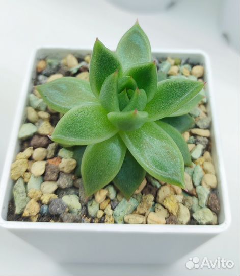 Суккуленты