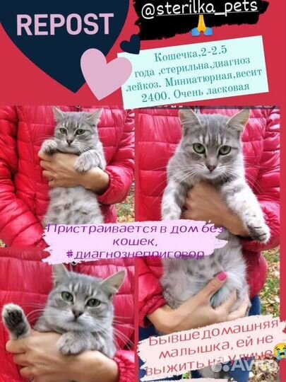 Кошечка в добрые руки