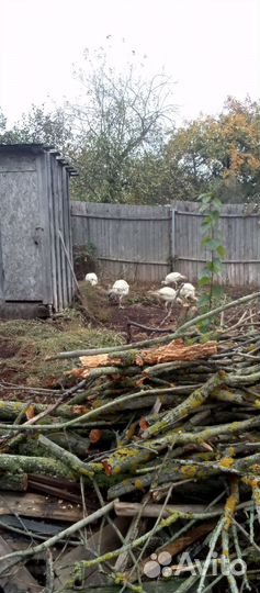 Продается индюки