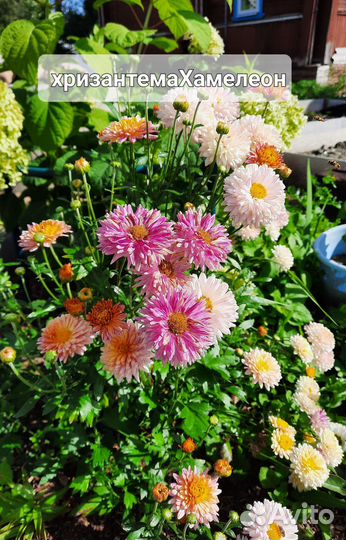 Хризантема