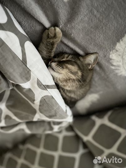 Отдам кота в добрые руки