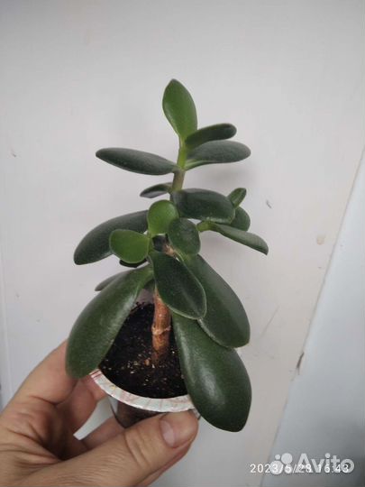 Фикусы, пеларгония, крассула, бакопа и др