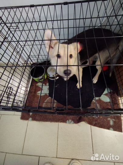 Собаки из приюта хотят домой