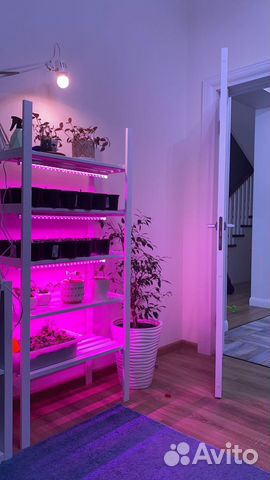 Фитолампа для растений и расады. Фитосветильник