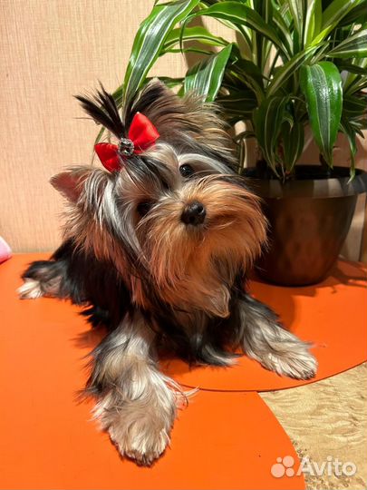 Йоркширский терьер