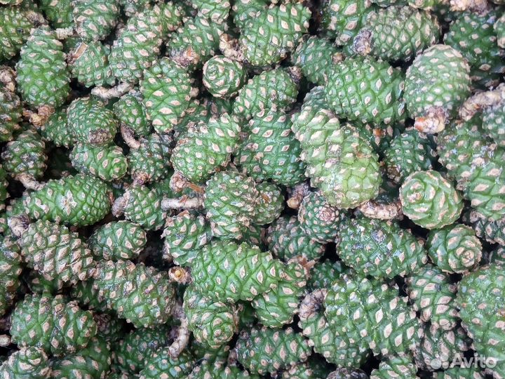 Продажа шишка сосновая