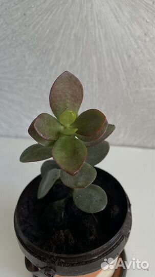 Денежное дерево