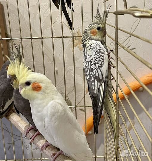Птенцы попугаев Корелл