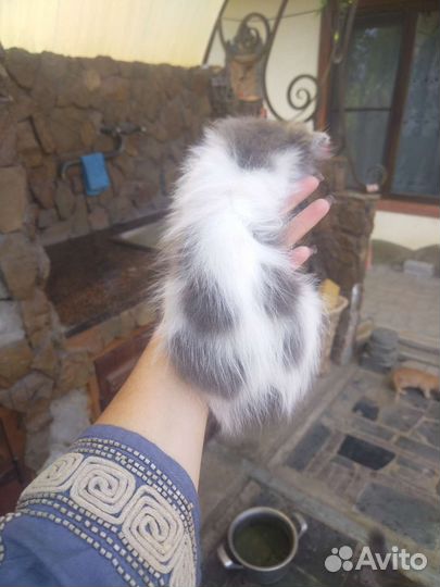Сибирская кошка