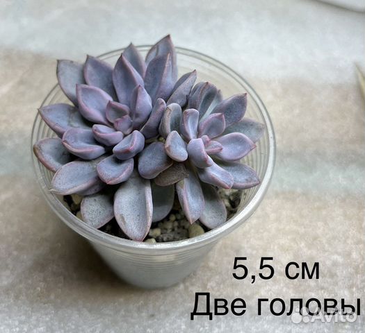 Эхеверия купид