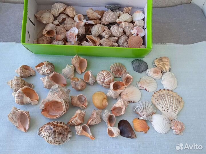 Ракушка морская для творчества декора в аквариум