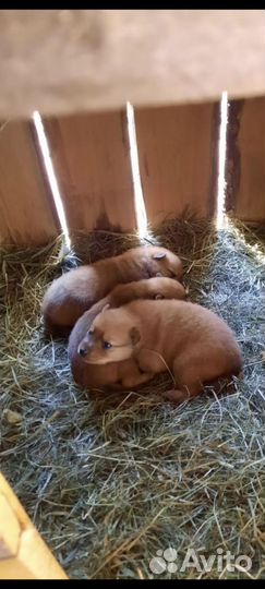 Щенок карело финской лайки