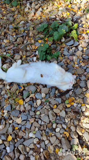 Кошка Анфиса