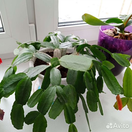 Продам цветы комнатные и комнатный перец