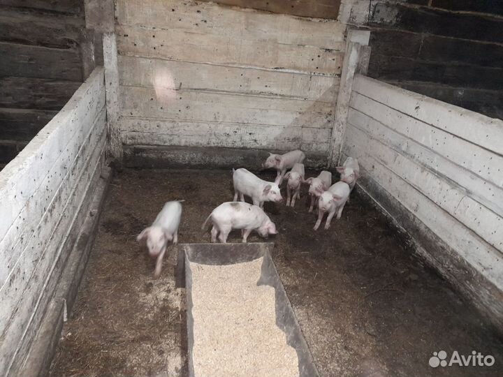 Поросята ландрас