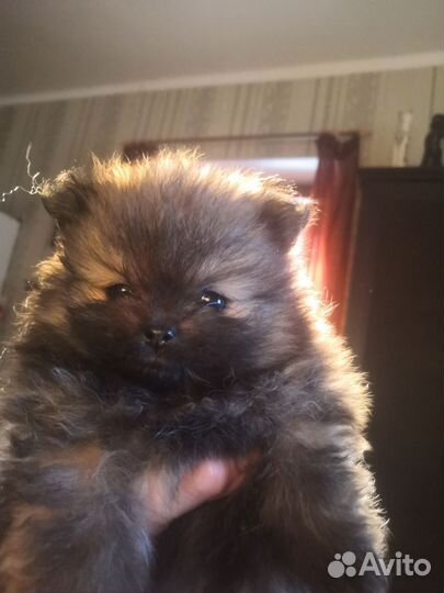 Шпицы девочки