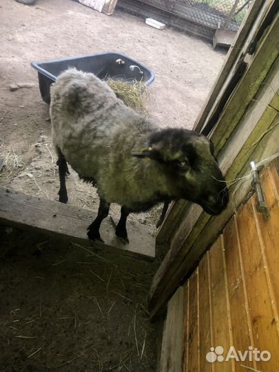 Баран на племя или на забой