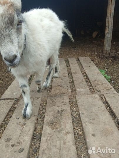 Продам козу
