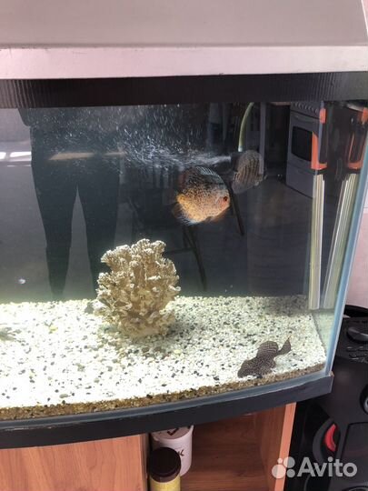 Аквариум с тумбой 170 литров