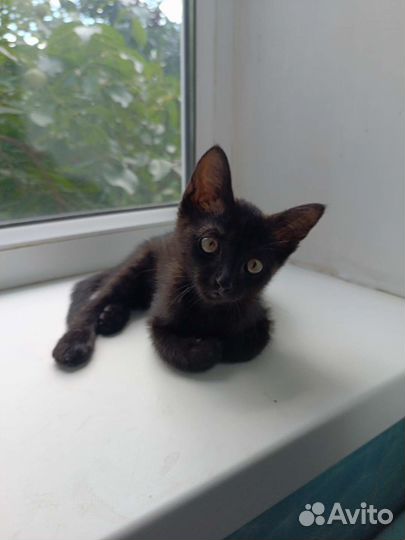 Котик в добрые руки