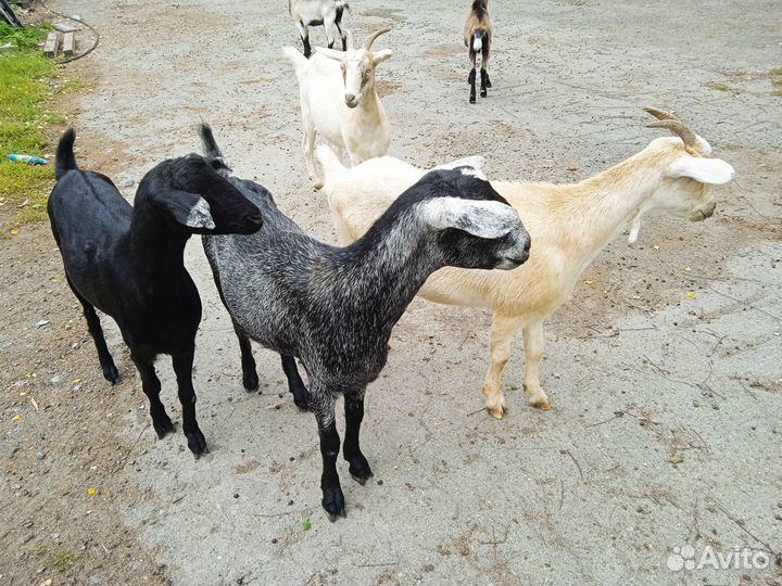 Козы первокотки