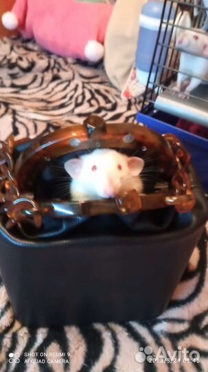 Крысята сиамские дамбо*Клетка 50 *33