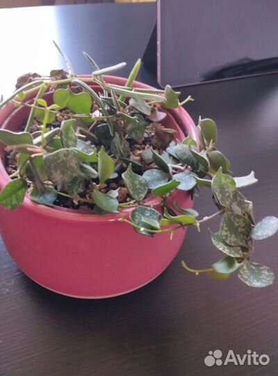 Хойя 2 вида в одном горшке