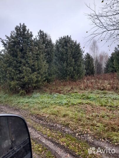 Саженцы кедра