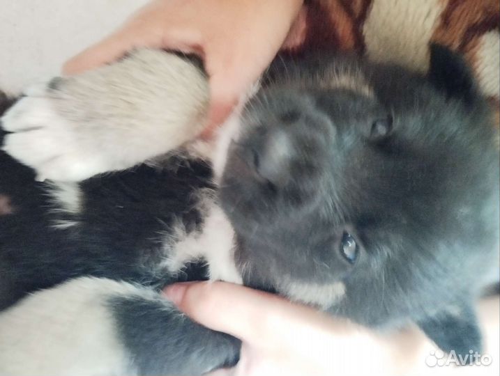 Щенок в добрые руки