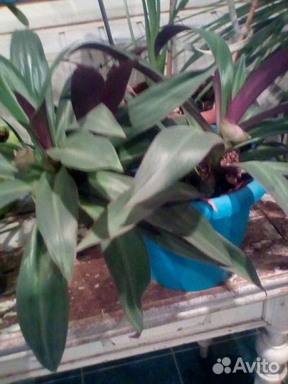 Комнатные цветы