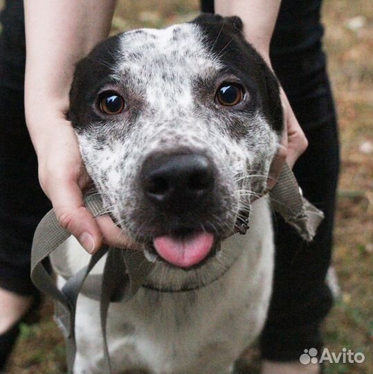 Локи ищет дом :)