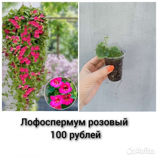 Ампельные растения