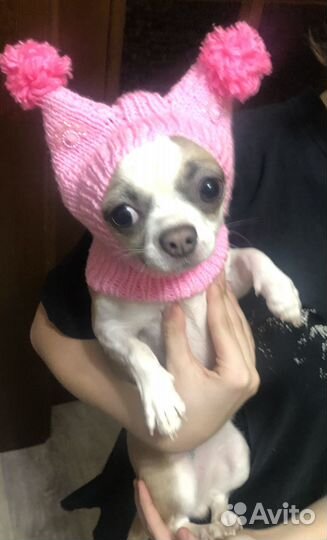 Шапочки для собачек и кошек