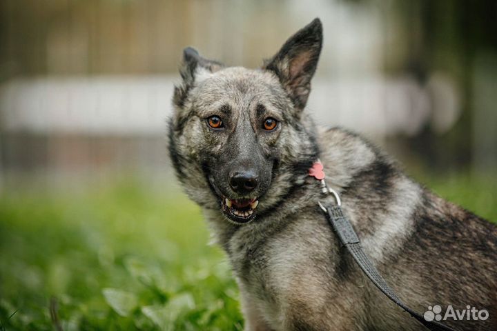 Реми ждет своего человека
