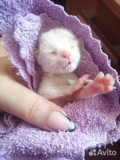 Котята в добрые руки бесплатно