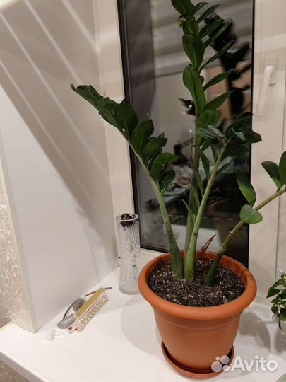 Замиокулькас