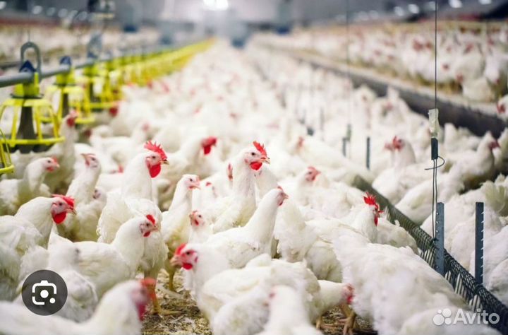 Акашево - птицефабрика