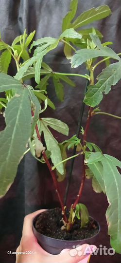 Гибискус сабдариффа каркаде