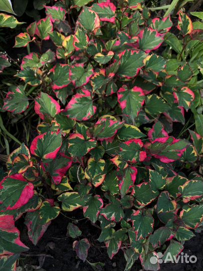 Хауттюйния хамелеон почвопокровник