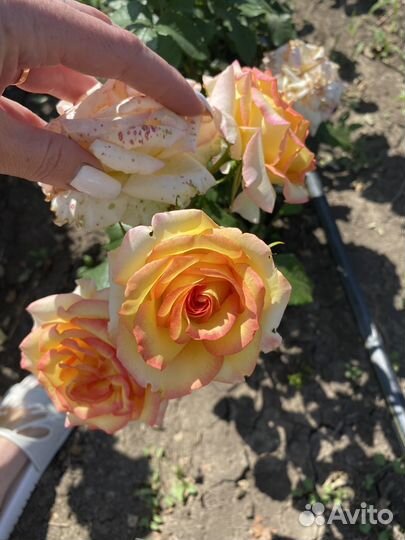 Саженцы, розы