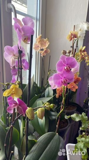 Комнатные растения