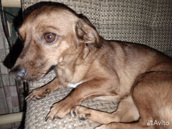 Отдам собаку в добрые руки