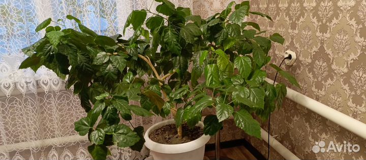 Гибискус китайская Роза