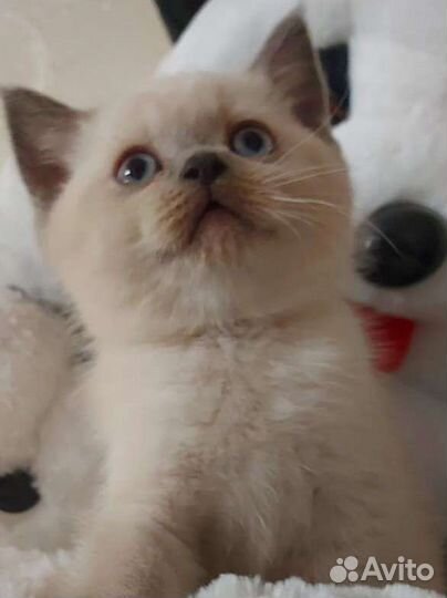 Кошечки прямоушки