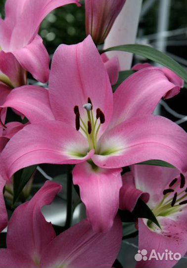 Луковицы Лилий от-гибр 5шт