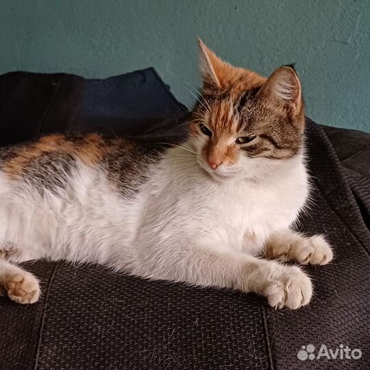 Трехцветная кошка 1 год